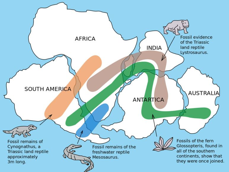 Continental drift